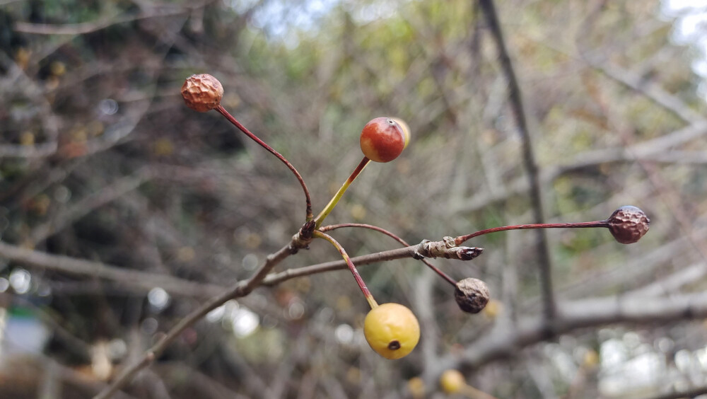 植物果实欣赏：垂丝海棠果实