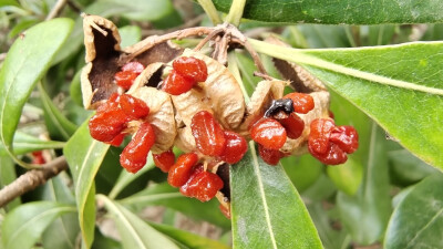 植物果實(shí)欣賞：開裂的海桐果實(shí)