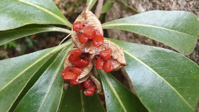 植物果實(shí)欣賞：開裂的海桐果實(shí)