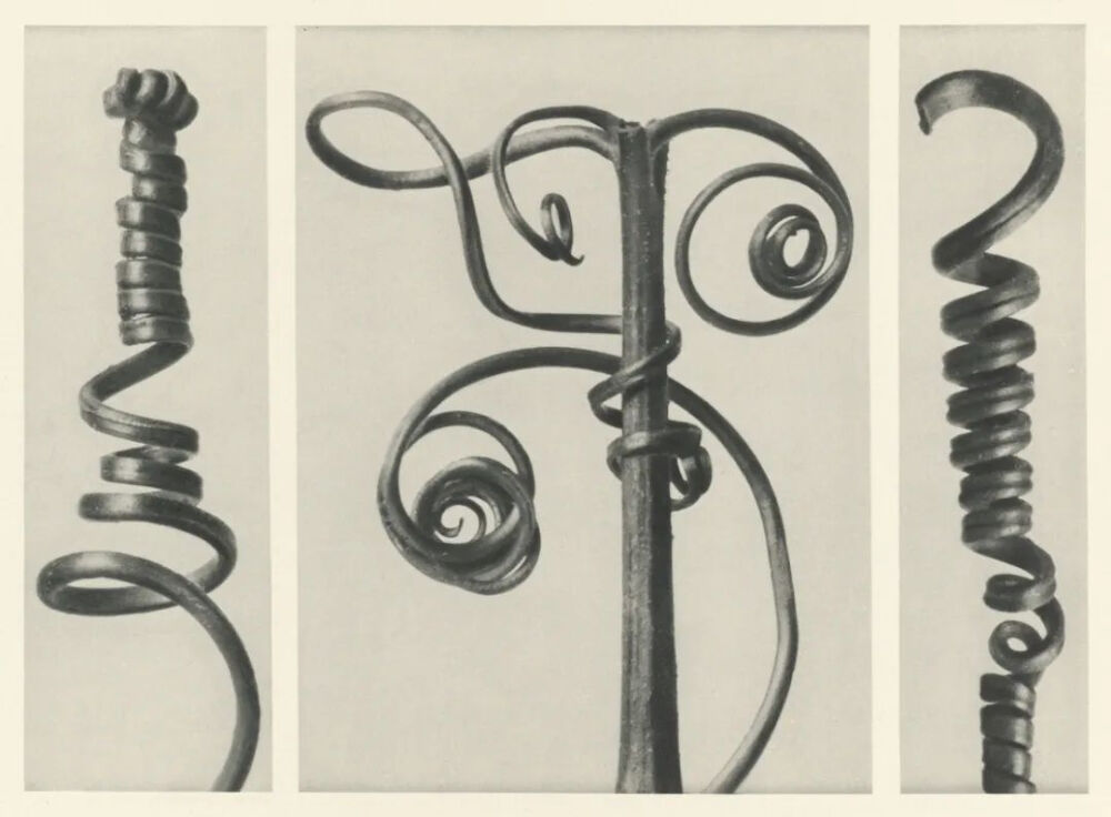 放大镜下的南瓜（Cucurbita）卷须。摘自1928年Karl Blossfeldt的《自然界中的艺术形式》（Urformen der Kunst）。© publicdomainreview.org
