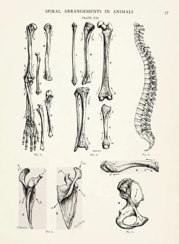  《自然中的设计》（1908 年）第一卷中的图板，图解“在手臂、腿部、脊柱、锁骨、肩胛骨和骨盆中的人类骨骼的螺旋形成”。© archive.org