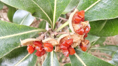 植物果實(shí)欣賞：開裂的海桐果實(shí)