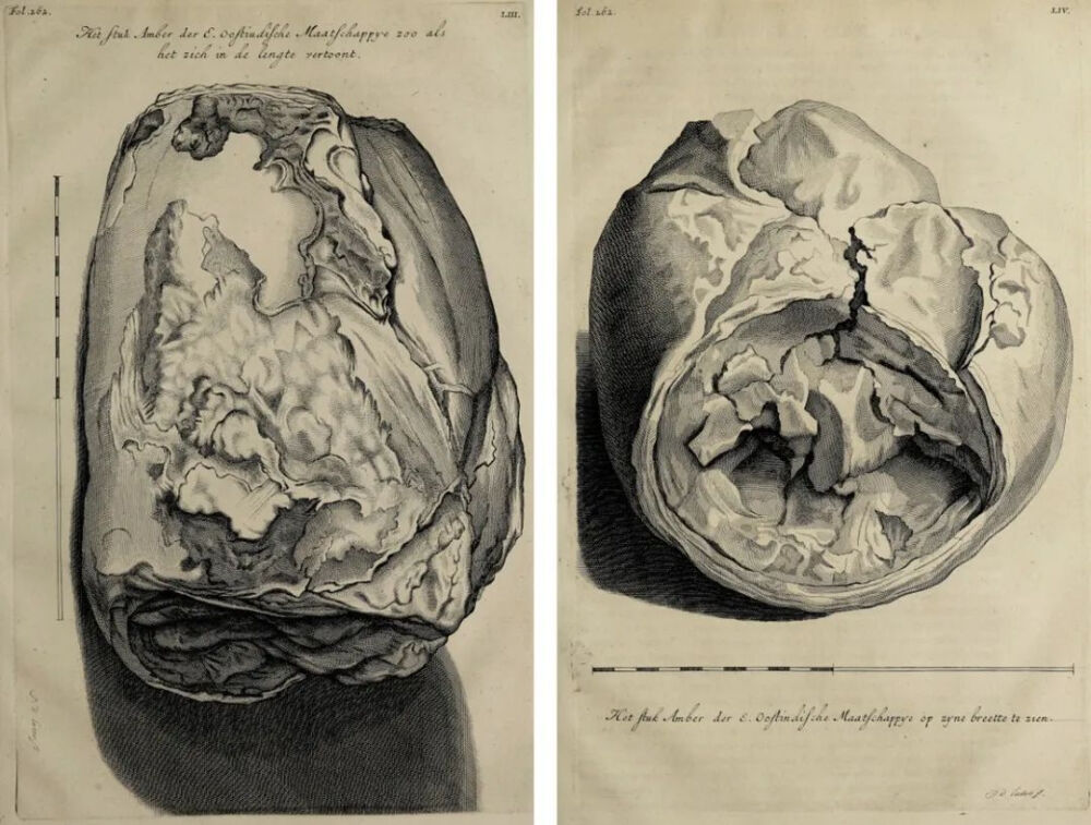 荷兰东印度公司购买的龙涎香插图，出自格奥尔格·艾伯赫·郎弗安斯的《安汶岛奇珍列志》（D’amboinsche rariteitkamer，1705）。© wellcome collection