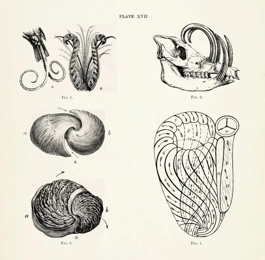 第一卷中的图版XVII，"羽毛和牙齿中的螺旋形结构，心脏的肌肉排列，以及心脏心室腔的铸型" 图解。© archive.org