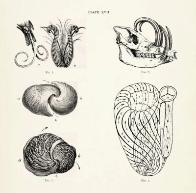 第一卷中的图版XVII，"羽毛和牙齿中的螺旋形结构，心脏的肌肉排列，以及心脏心室腔的铸型" 图解。© archive.org