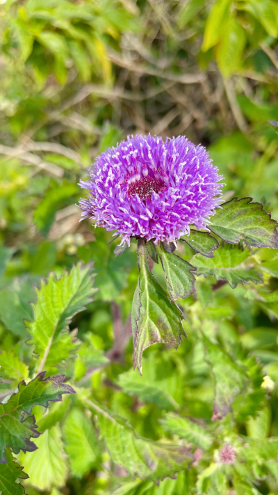 蓝冠菊