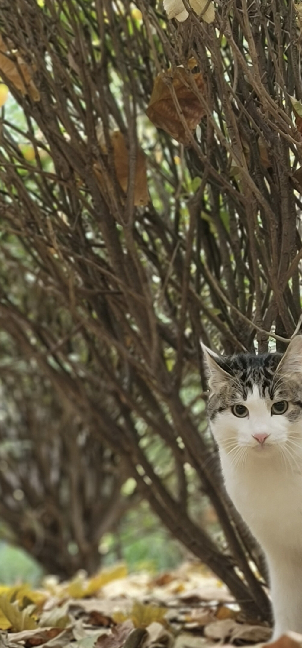 美丽的小野猫