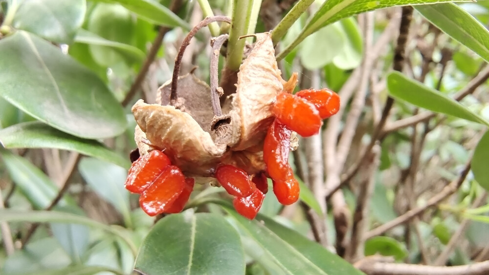 植物果实欣赏：开裂的海桐果实