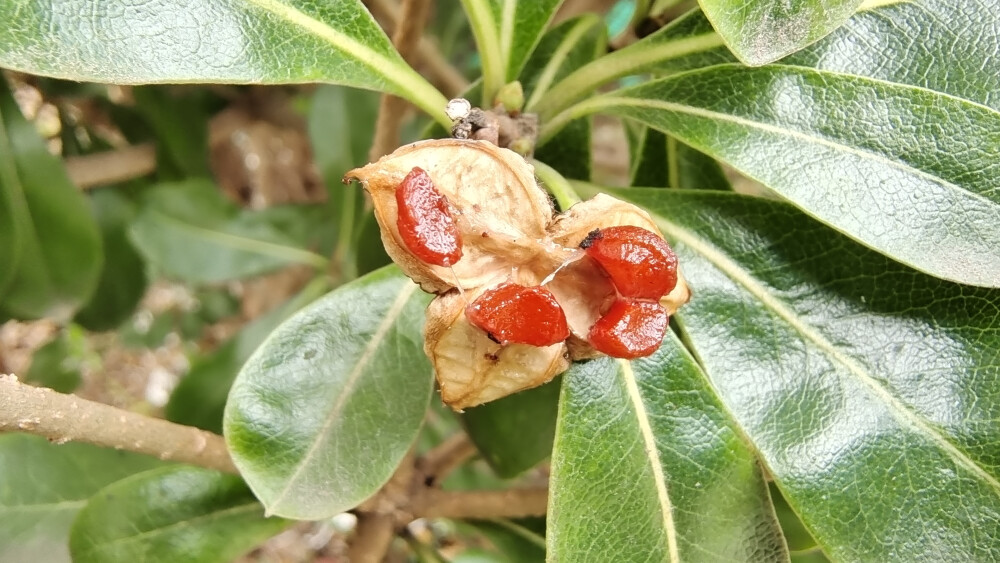 植物果实欣赏：开裂的海桐果实