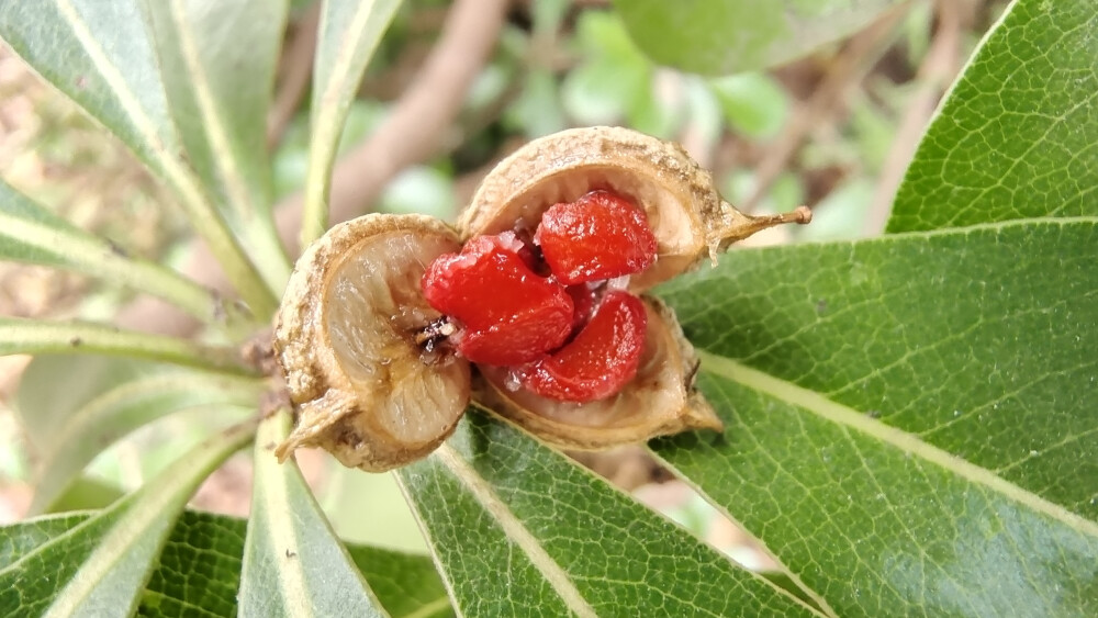 植物果实欣赏：开裂的海桐果实