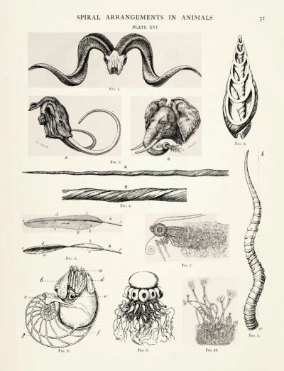 第一卷中的图版XVI，"贝壳、角、獠牙、牙齿、羽毛、长鼻子、触手等中的螺旋结构"图解。© archive.org

