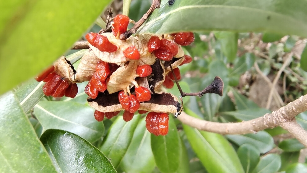 植物果实欣赏：开裂的海桐果实