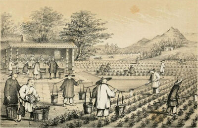 1847年英国出版的一幅关于种茶的画作。