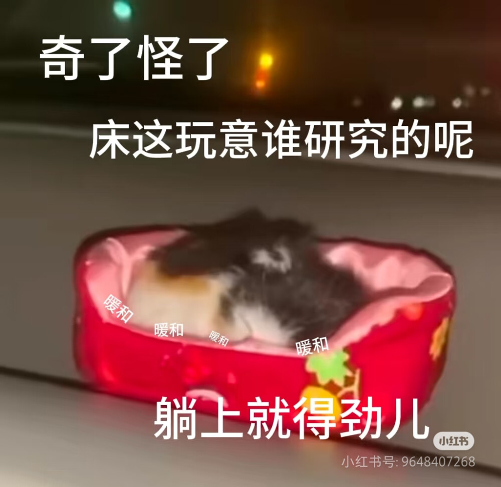 猫猫表情包