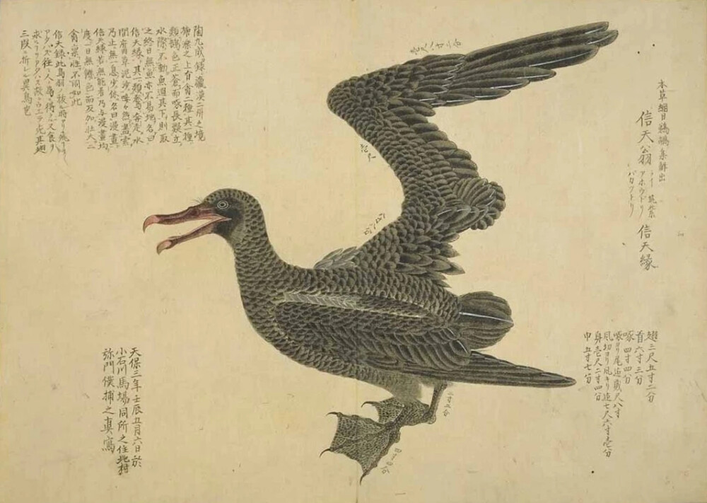 《梅园禽谱》是日本德川幕府御书院官员、博物学者毛利梅园（1798—1851）的著作。