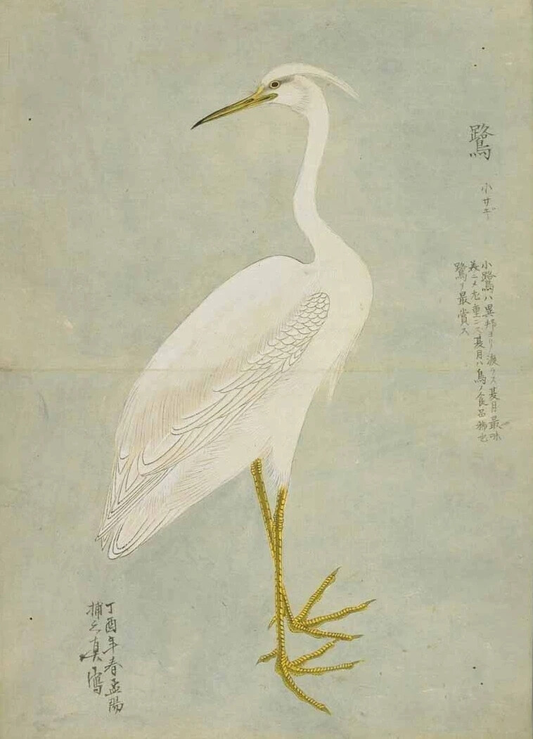 《梅园禽谱》是日本德川幕府御书院官员、博物学者毛利梅园（1798—1851）的著作。