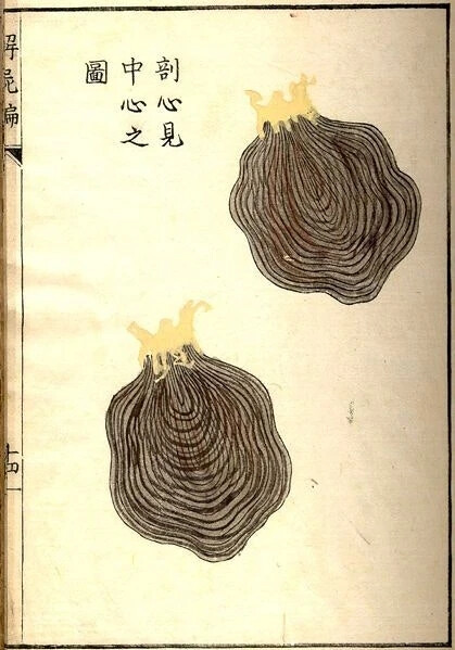 《解尸编》（Kaishi Hen）是日本河口信任（Kawaguchi Shinnin，1736-1811）编纂的一本基础理论类中医文献。成书于日本安永八年（1771）。不分卷。河口信任为日本疡医（旧称外科医生为“疡医”。中国周代已有医政的设置和医疗分科。医生分为“食医"”，“疾医”，“疡医”和“兽医”。其中，疡医就是外科医生，其职责是：“掌肿疡，溃疡，金疡，折疡之祝药， 杀之齐。”），承继家学。对《内经》之《骨空》、《本输》诸篇感到旨深难懂，旁考群书，异说纷然，不知所从。受《灵枢》“其死也，可解剖面视之”启示，解两尸查照，汇编成书。