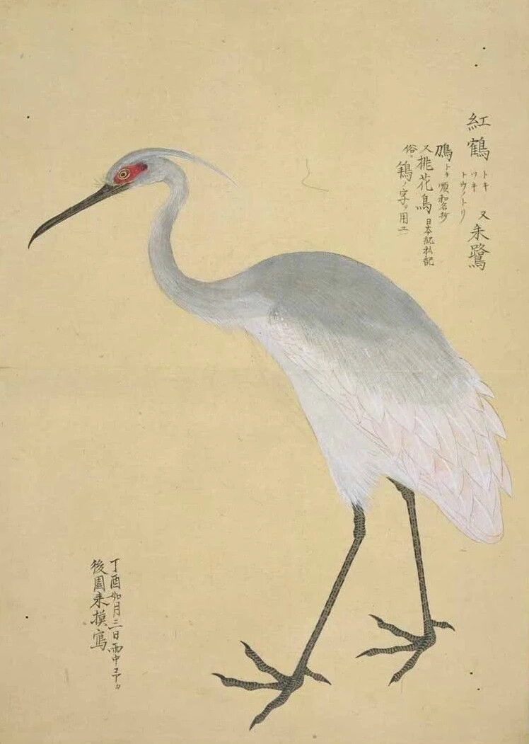 《梅园禽谱》是日本德川幕府御书院官员、博物学者毛利梅园（1798—1851）的著作。