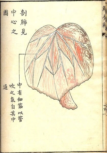 《解尸编》（Kaishi Hen）是日本河口信任（Kawaguchi Shinnin，1736-1811）编纂的一本基础理论类中医文献。成书于日本安永八年（1771）。不分卷。河口信任为日本疡医（旧称外科医生为“疡医”。中国周代已有医政的设置和医疗分科。医生分为“食医"”，“疾医”，“疡医”和“兽医”。其中，疡医就是外科医生，其职责是：“掌肿疡，溃疡，金疡，折疡之祝药， 杀之齐。”），承继家学。对《内经》之《骨空》、《本输》诸篇感到旨深难懂，旁考群书，异说纷然，不知所从。受《灵枢》“其死也，可解剖面视之”启示，解两尸查照，汇编成书。