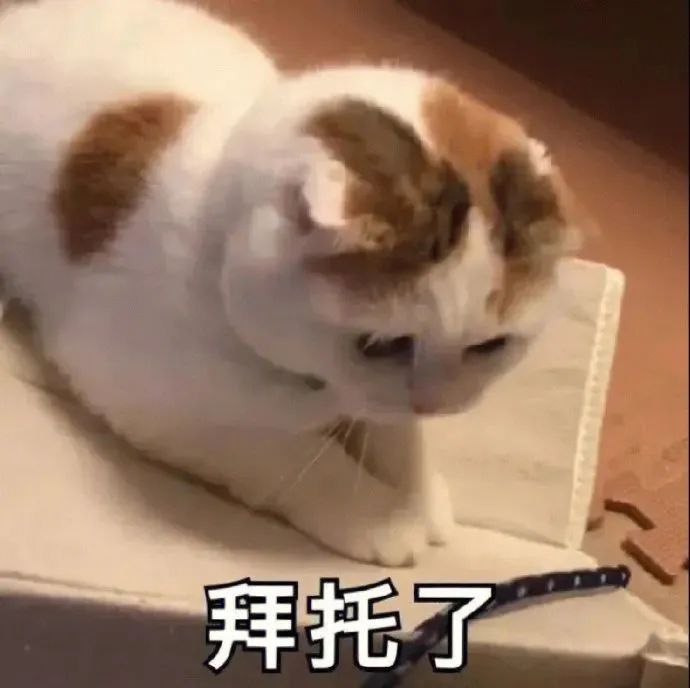 猫猫表情包