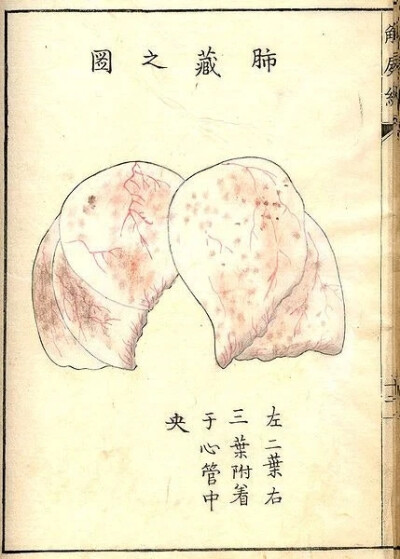 《解尸编》（Kaishi Hen）是日本河口信任（Kawaguchi Shinnin，1736-1811）编纂的一本基础理论类中医文献。成书于日本安永八年（1771）。不分卷。河口信任为日本疡医（旧称外科医生为“疡医”。中国周代已有医政的设…