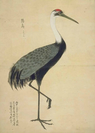 《梅园禽谱》是日本德川幕府御书院官员、博物学者毛利梅园（1798—1851）的著作。