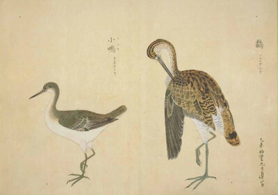 《梅园禽谱》是日本德川幕府御书院官员、博物学者毛利梅园（1798—1851）的著作。