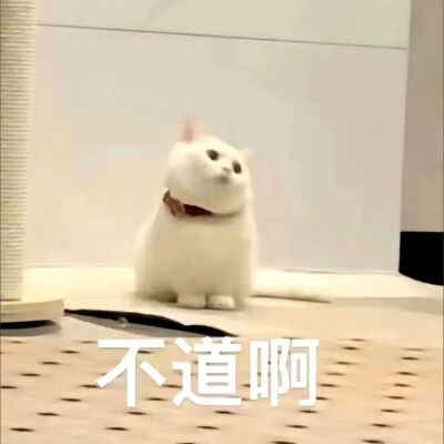 貓貓表情包