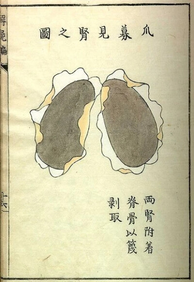 《解尸编》（Kaishi Hen）是日本河口信任（Kawaguchi Shinnin，1736-1811）编纂的一本基础理论类中医文献。成书于日本安永八年（1771）。不分卷。河口信任为日本疡医（旧称外科医生为“疡医”。中国周代已有医政的设…