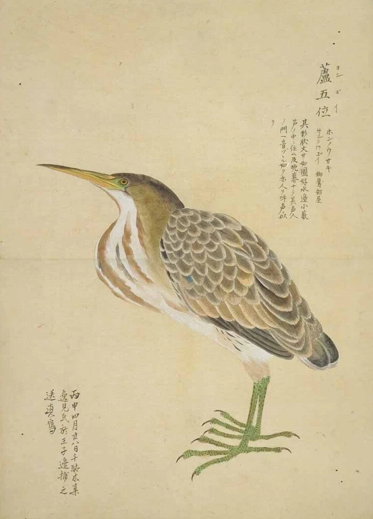 《梅园禽谱》是日本德川幕府御书院官员、博物学者毛利梅园（1798—1851）的著作。