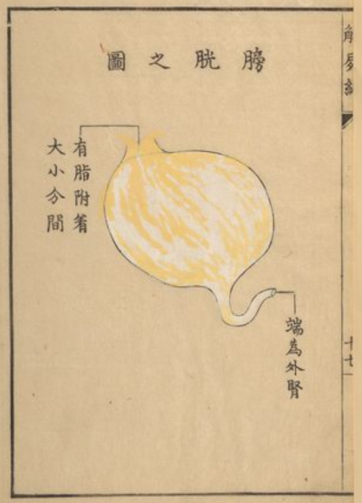 《解尸编》（Kaishi Hen）是日本河口信任（Kawaguchi Shinnin，1736-1811）编纂的一本基础理论类中医文献。成书于日本安永八年（1771）。不分卷。河口信任为日本疡医（旧称外科医生为“疡医”。中国周代已有医政的设…