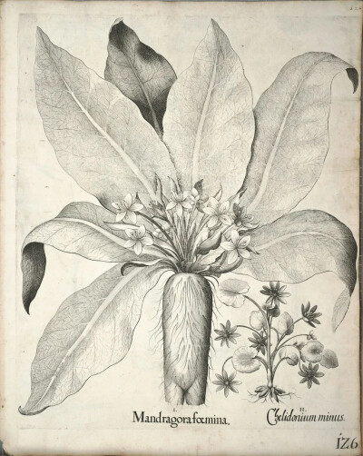 Hortus Eystettensis, 45339 137 (BHL), ca. 1640, p. 126