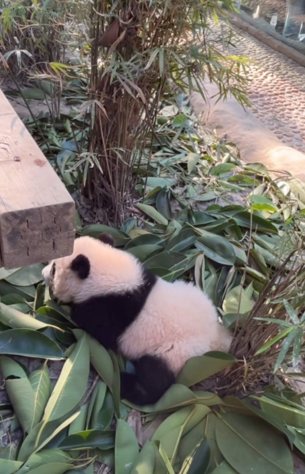 奇三妹还是妹猪