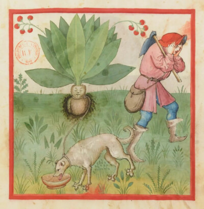 Tacuinum sanitatis, Ms. Latin 9333 (BnF), ca. 1474–1499, f. 37r.