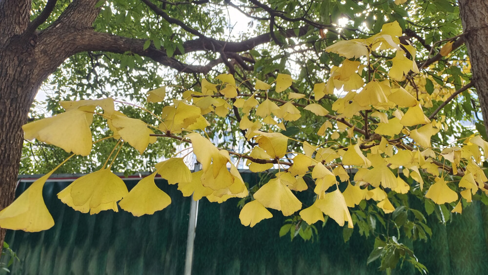 冬天的银杏叶美得让人惊叹！