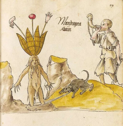 Arzneipflanzenbuch, Cod.icon. 26 (Bayerische Staatsbibliothek), ca. 1520–1530, f. 59r.