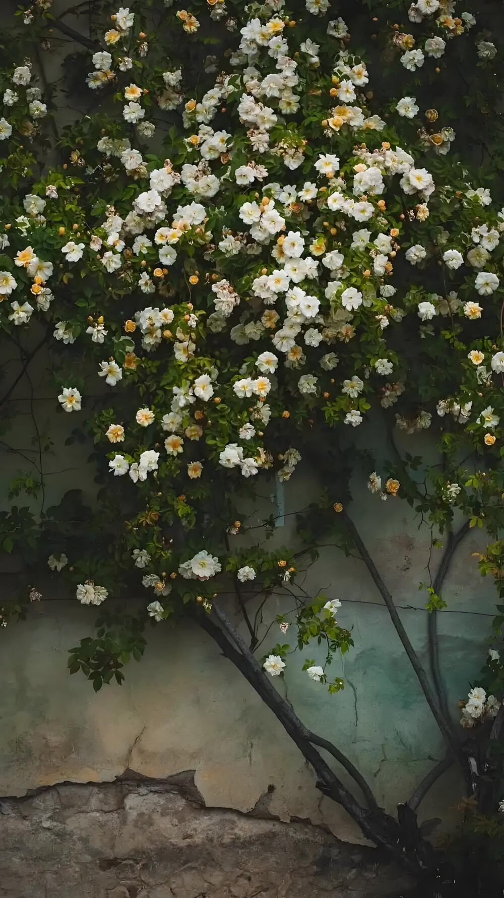 高清图片,堆糖,美图壁纸兴趣社区