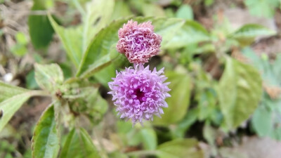 小花也可愛：“一點紅”欣賞