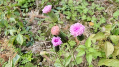 小花也可愛：“一點紅”欣賞