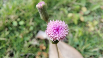 小花也可愛：“一點紅”欣賞