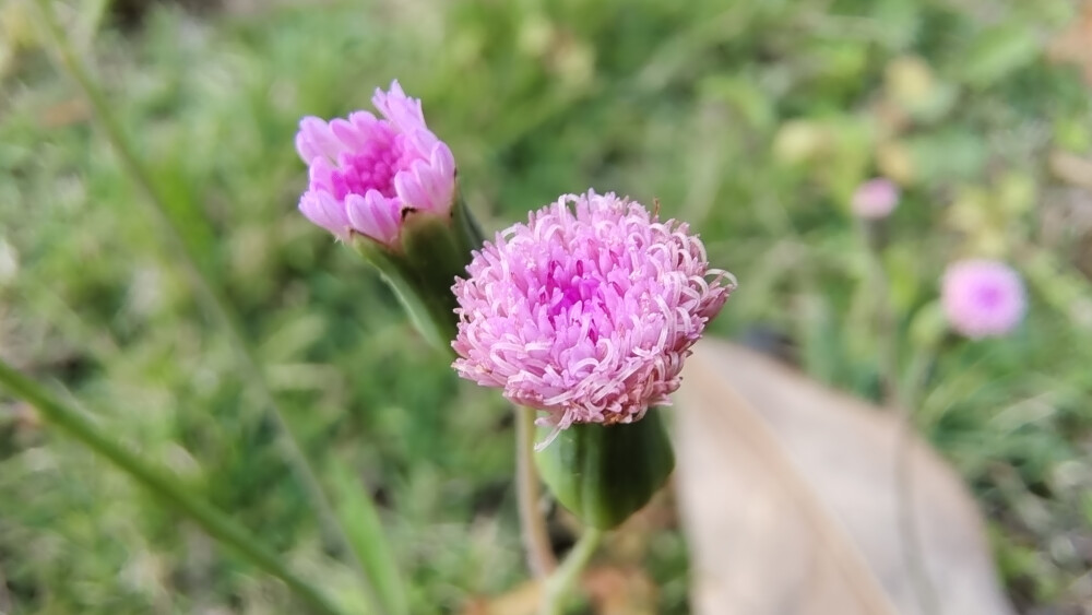 小花也可爱：“一点红”欣赏