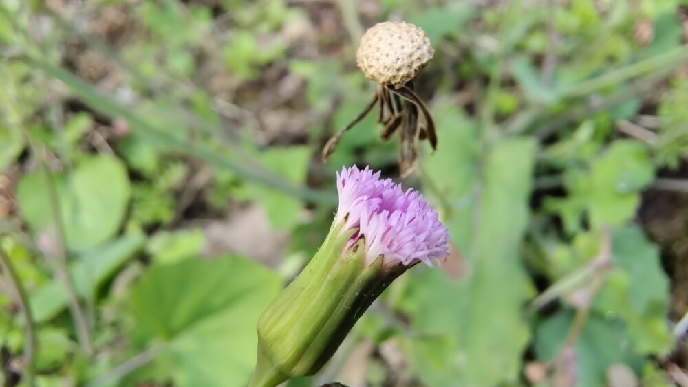 小花也可愛：“一點紅”欣賞