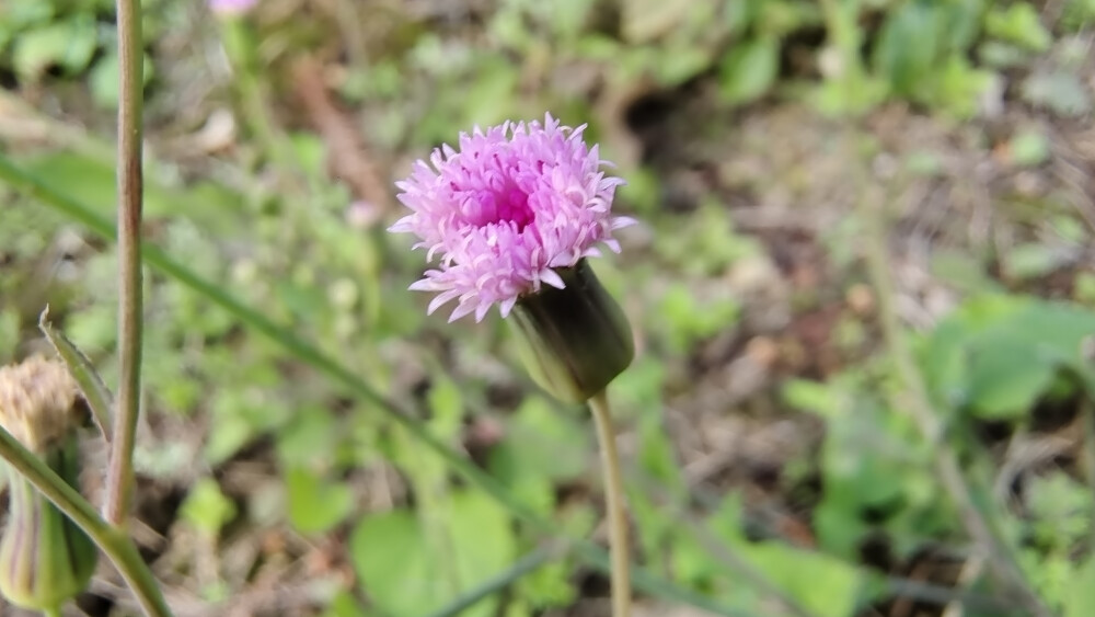 小花也可爱：“一点红”欣赏