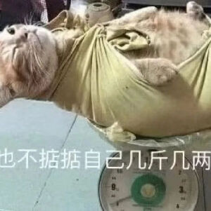 猫猫表情包