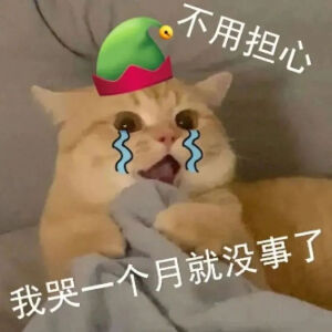 猫猫表情包