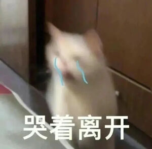 猫猫表情包