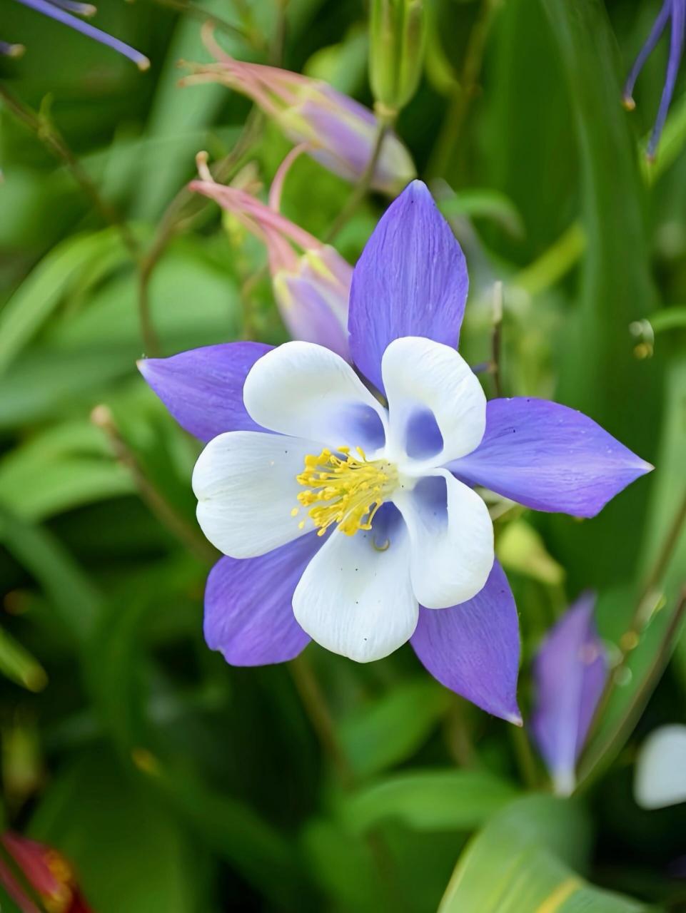 耧斗菜（Aquilegia viridiflora Pall.），毛茛科耧斗菜属，多年生草本。叶片楔状倒卵形；叶柄疏被柔毛或无毛；花瓣瓣片与萼片同色，直立，倒卵形；雄蕊花药长椭圆形，黄色；退化雄蕊白膜质，线状长椭圆形；种子黑色，耧斗菜因花形很像中国农耕时代的耧车的斗，故名。
☞耧斗菜喜凉爽的半阴湿环境，耐寒冷，怕高温和高湿，适宜在排水良好的地带种植，耧斗菜繁殖方式为播种、分株繁殖。
☞耧斗菜功能与作用:耧斗菜全草入药，性味微苦、辛，温；具有清热解毒，调经止血功能；主治妇女月经不调，功能性子宫出血，呼吸道炎症，痢疾，腹痛。
☞耧斗菜的观赏性:叶子自然质朴，花朵富有个性美，适合在庭院中成片或成丛种植；种植于路边道旁、林下、岩石园等处都能很好地生长；也可盆栽观赏或作切花使用。
☞耧斗菜花语:胜利之誓