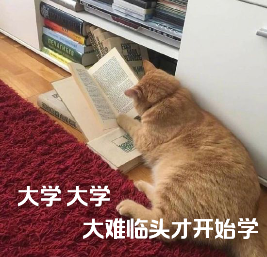 猫猫表情包