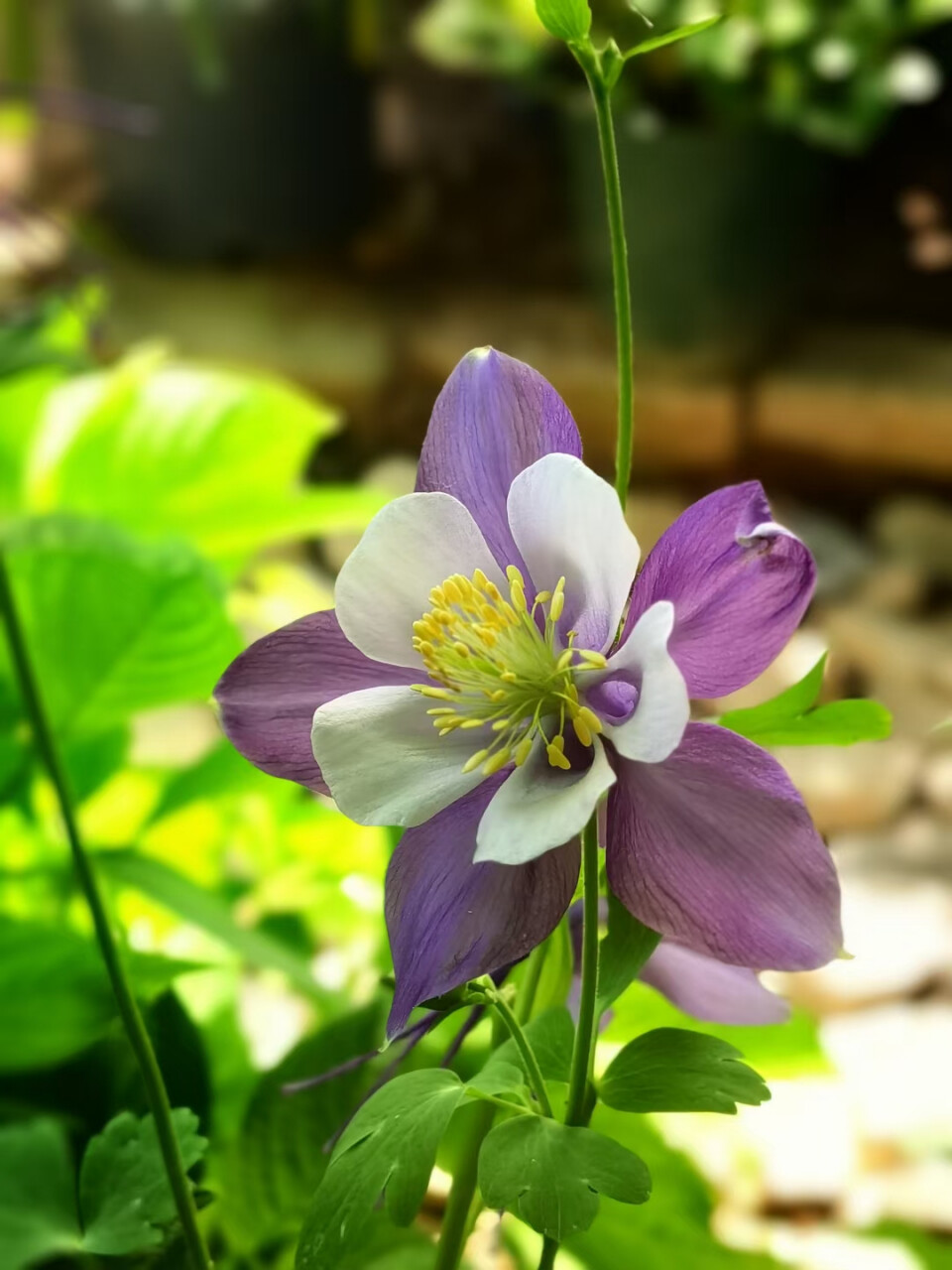 耧斗菜（Aquilegia viridiflora Pall.），毛茛科耧斗菜属，多年生草本。叶片楔状倒卵形；叶柄疏被柔毛或无毛；花瓣瓣片与萼片同色，直立，倒卵形；雄蕊花药长椭圆形，黄色；退化雄蕊白膜质，线状长椭圆形；种子黑色，耧斗菜因花形很像中国农耕时代的耧车的斗，故名。
?耧斗菜喜凉爽的半阴湿环境，耐寒冷，怕高温和高湿，适宜在排水良好的地带种植，耧斗菜繁殖方式为播种、分株繁殖。
?耧斗菜功能与作用:耧斗菜全草入药，性味微苦、辛，温；具有清热解毒，调经止血功能；主治妇女月经不调，功能性子宫出血，呼吸道炎症，痢疾，腹痛。
?耧斗菜的观赏性:叶子自然质朴，花朵富有个性美，适合在庭院中成片或成丛种植；种植于路边道旁、林下、岩石园等处都能很好地生长；也可盆栽观赏或作切花使用。
?耧斗菜花语:胜利之誓