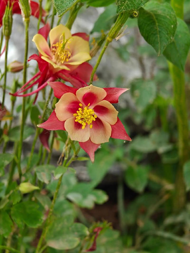 耧斗菜（Aquilegia viridiflora Pall.），毛茛科耧斗菜属，多年生草本。叶片楔状倒卵形；叶柄疏被柔毛或无毛；花瓣瓣片与萼片同色，直立，倒卵形；雄蕊花药长椭圆形，黄色；退化雄蕊白膜质，线状长椭圆形；种子黑色，耧斗菜因花形很像中国农耕时代的耧车的斗，故名。
☞耧斗菜喜凉爽的半阴湿环境，耐寒冷，怕高温和高湿，适宜在排水良好的地带种植，耧斗菜繁殖方式为播种、分株繁殖。
☞耧斗菜功能与作用:耧斗菜全草入药，性味微苦、辛，温；具有清热解毒，调经止血功能；主治妇女月经不调，功能性子宫出血，呼吸道炎症，痢疾，腹痛。
☞耧斗菜的观赏性:叶子自然质朴，花朵富有个性美，适合在庭院中成片或成丛种植；种植于路边道旁、林下、岩石园等处都能很好地生长；也可盆栽观赏或作切花使用。
☞耧斗菜花语:胜利之誓